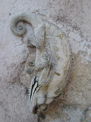 Bradypodion occidentale