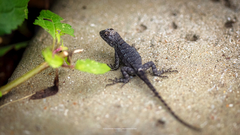 Sceloporus olivaceus
