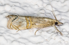 Euchromius californicalis