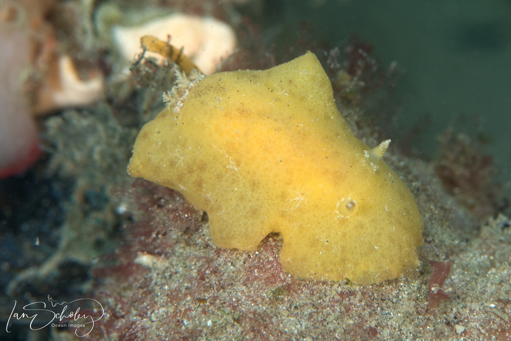 Sclerodoris