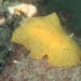 Sclerodoris - Photo (c) Ian Scholey, some rights reserved (CC BY-NC), uploaded by Ian Scholey