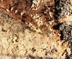 Technomyrmex pallipes