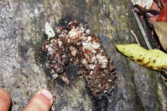 Aonyx capensis capensis