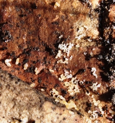 Technomyrmex pallipes