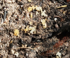 Technomyrmex pallipes