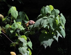Sparrmannia africana
