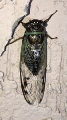 Diceroprocta marevagans