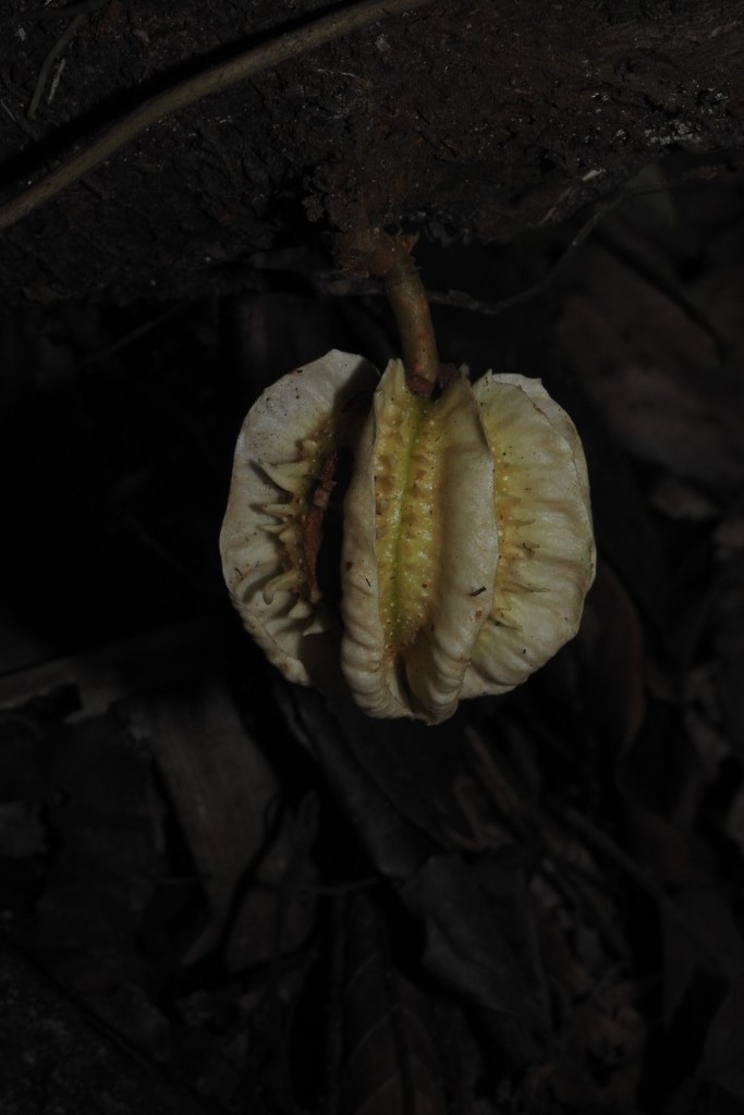 Carpotroche caceresiae