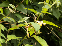 Mandevilla subsagittata