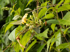 Mandevilla subsagittata