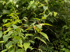 Mandevilla subsagittata