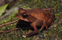 Incilius leucomyos
