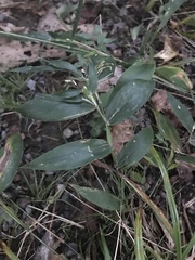 Dichanthelium boscii