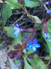 Plumbago caerulea