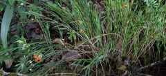 Isochilus aurantiacus