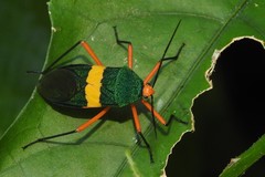 Paryphes