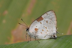 Tmolus cydrara