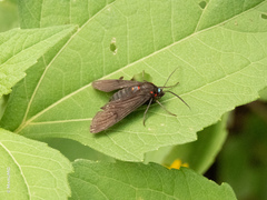 Saurita