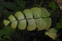 Adiantum macrophyllum