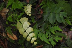 Adiantum macrophyllum