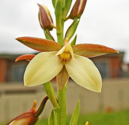 Upside-down Harlequin (Eulophia macowanii)