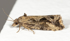 Endothenia nubilana