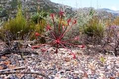 Brunsvigia marginata