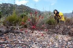 Brunsvigia marginata