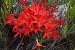 Brunsvigia marginata