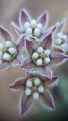 Funastrum heterophyllum