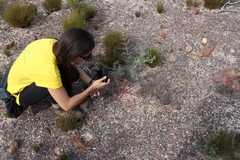 Brunsvigia marginata