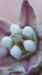 Funastrum heterophyllum