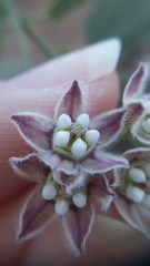 Funastrum heterophyllum