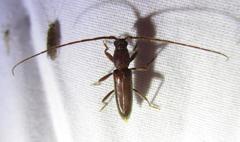 Geropa concolor