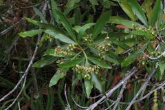 Platylophus trifoliatus