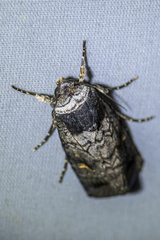 Proteuxoa restituta