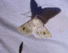 Frederickia subterminata