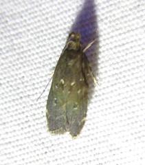 Helcystogramma melantherella