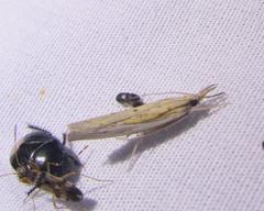 Fissicrambus quadrinotellus