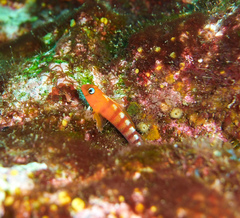 Notoclinops segmentatus
