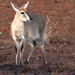 Desert Common Duiker - Photo (c) Tony Rebelo, some rights reserved (CC BY-SA), uploaded by Tony Rebelo