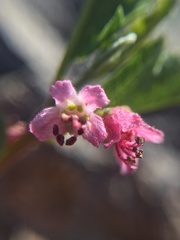 Bridgesia incisifolia