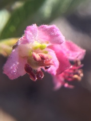 Bridgesia incisifolia