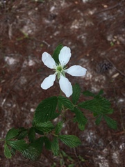 Rubus cuneifolius image