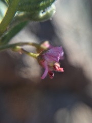 Bridgesia incisifolia