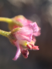 Bridgesia incisifolia