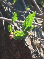 Bridgesia incisifolia