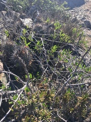 Bridgesia incisifolia