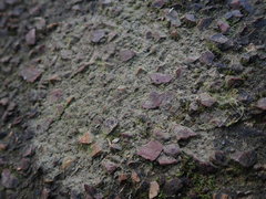 Protoblastenia rupestris