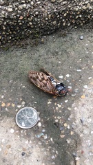 Graptopsaltria nigrofuscata